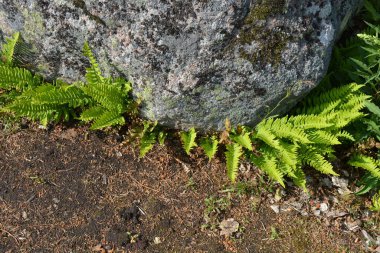 Dağlık arazide büyük kahverengi gri taşlar arasındaki güzel bitkiler. Parlak yeşil eğreltiotu çalıları güneş ışığında taşların arasında büyüyor..