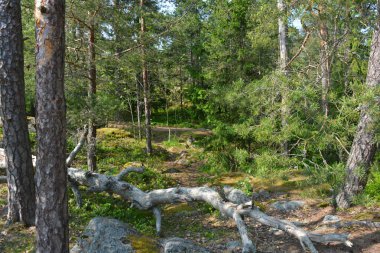 Parlak, güzel doğa, Finlandiya 'nın Espoo şehrinin sıradışı manzaraları. Büyük gri kahverengi taşlar, Finlandiya Körfezi 'nin mavi suyu, büyük yeşil ağaçlar, çamlar, gökyüzüne karşı ateşler..