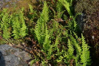 Beautiful plants on the mountainous terrain between large brown gray stones. Green bushes of forest fern growing between stones in the rays of sunlight.