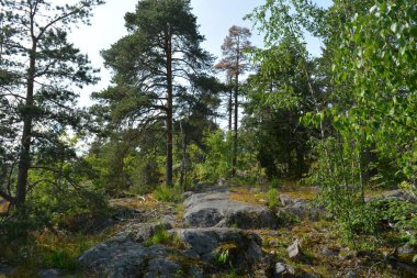 Parlak, güzel doğa, Finlandiya 'nın Espoo şehrinin sıradışı manzaraları. Büyük gri kahverengi taşlar, Finlandiya Körfezi 'nin mavi suyu, büyük yeşil ağaçlar, çamlar, gökyüzüne karşı ateşler..