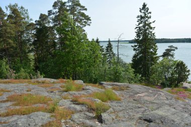 Parlak, güzel doğa, Finlandiya 'nın Espoo şehrinin sıradışı manzaraları. Büyük gri kahverengi taşlar, Finlandiya Körfezi 'nin mavi suyu, büyük yeşil ağaçlar, çamlar, parlak mavi bir gökyüzünün arka planında ilk ağaçlar..