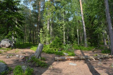 Parlak, güzel doğa, Finlandiya 'nın Espoo şehrinin sıradışı manzaraları. Büyük gri kahverengi taşlar, Finlandiya Körfezi 'nin mavi suyu, büyük yeşil ağaçlar, çamlar, gökyüzüne karşı ateşler..