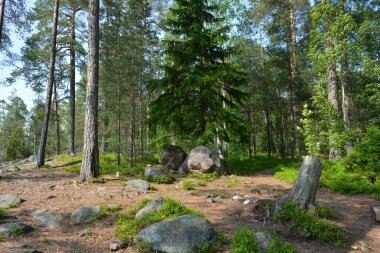 Parlak, güzel doğa, Finlandiya 'nın Espoo şehrinin sıradışı manzaraları. Büyük gri kahverengi taşlar, Finlandiya Körfezi 'nin mavi suyu, büyük yeşil ağaçlar, çamlar, gökyüzüne karşı ateşler..