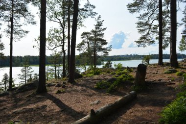 Parlak, güzel doğa, Finlandiya 'nın Espoo şehrinin sıradışı manzaraları. Büyük gri kahverengi taşlar, Finlandiya Körfezi 'nin mavi suyu, büyük yeşil ağaçlar, çamlar, parlak mavi bir gökyüzünün arka planında ilk ağaçlar..