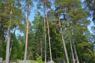 Parlak, güzel doğa, Finlandiya 'nın Espoo şehrinin sıradışı manzaraları. Büyük gri kahverengi taşlar, Finlandiya Körfezi 'nin mavi suyu, büyük yeşil ağaçlar, çamlar, gökyüzüne karşı ateşler..