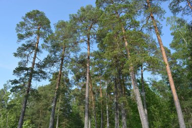 Parlak, güzel doğa, Finlandiya 'nın Espoo şehrinin sıradışı manzaraları. Büyük gri kahverengi taşlar, Finlandiya Körfezi 'nin mavi suyu, büyük yeşil ağaçlar, çamlar, gökyüzüne karşı ateşler..