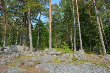 Parlak, güzel doğa, Finlandiya 'nın Espoo şehrinin sıradışı manzaraları. Büyük gri kahverengi taşlar, Finlandiya Körfezi 'nin mavi suyu, büyük yeşil ağaçlar, çamlar, gökyüzüne karşı ateşler..