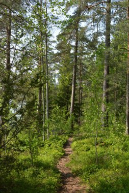 Parlak, güzel doğa, Finlandiya 'nın Espoo şehrinin sıradışı manzaraları. Büyük gri kahverengi taşlar, Finlandiya Körfezi 'nin mavi suyu, büyük yeşil ağaçlar, çamlar, gökyüzüne karşı ateşler..