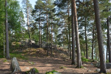 Parlak, güzel doğa, Finlandiya 'nın Espoo şehrinin sıradışı manzaraları. Büyük gri kahverengi taşlar, Finlandiya Körfezi 'nin mavi suyu, büyük yeşil ağaçlar, çamlar, gökyüzüne karşı ateşler..