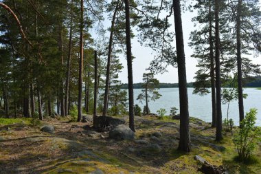 Parlak, güzel doğa, Finlandiya 'nın Espoo şehrinin sıradışı manzaraları. Büyük gri kahverengi taşlar, Finlandiya Körfezi 'nin mavi suyu, büyük yeşil ağaçlar, çamlar, parlak mavi bir gökyüzünün arka planında ilk ağaçlar..