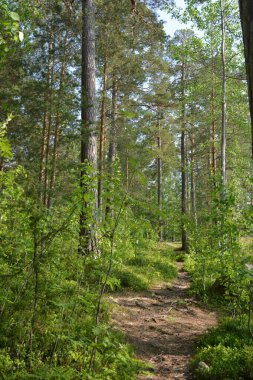 Parlak, güzel doğa, Finlandiya 'nın Espoo şehrinin sıradışı manzaraları. Büyük gri kahverengi taşlar, Finlandiya Körfezi 'nin mavi suyu, büyük yeşil ağaçlar, çamlar, gökyüzüne karşı ateşler..