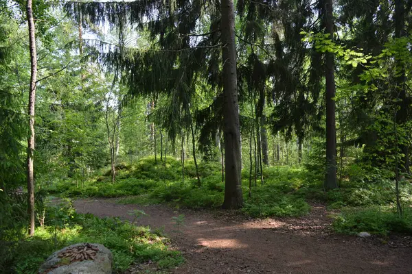 Parlak, güzel doğa, Finlandiya 'nın Espoo şehrinin sıradışı manzaraları. Büyük gri kahverengi taşlar, Finlandiya Körfezi 'nin mavi suyu, büyük yeşil ağaçlar, çamlar, gökyüzüne karşı ateşler..