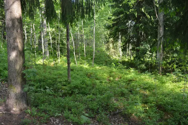 Parlak, güzel doğa, Finlandiya 'nın Espoo şehrinin sıradışı manzaraları. Büyük gri kahverengi taşlar, Finlandiya Körfezi 'nin mavi suyu, büyük yeşil ağaçlar, çamlar, gökyüzüne karşı ateşler..