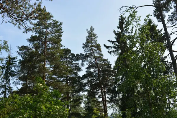 Parlak, güzel doğa, Finlandiya 'nın Espoo şehrinin sıradışı manzaraları. Büyük gri kahverengi taşlar, Finlandiya Körfezi 'nin mavi suyu, büyük yeşil ağaçlar, çamlar, gökyüzüne karşı ateşler..