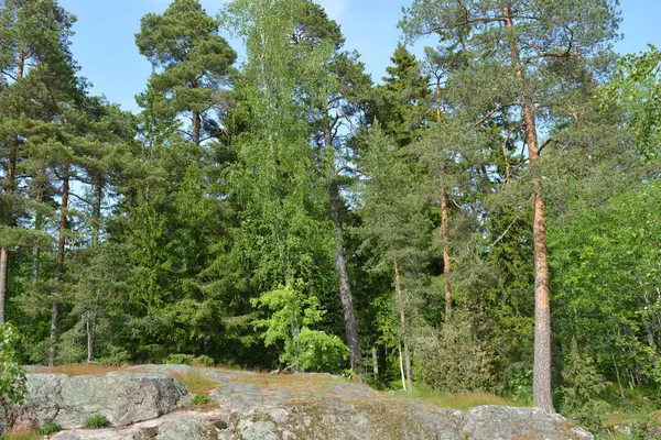 Parlak, güzel doğa, Finlandiya 'nın Espoo şehrinin sıradışı manzaraları. Büyük gri kahverengi taşlar, Finlandiya Körfezi 'nin mavi suyu, büyük yeşil ağaçlar, çamlar, gökyüzüne karşı ateşler..