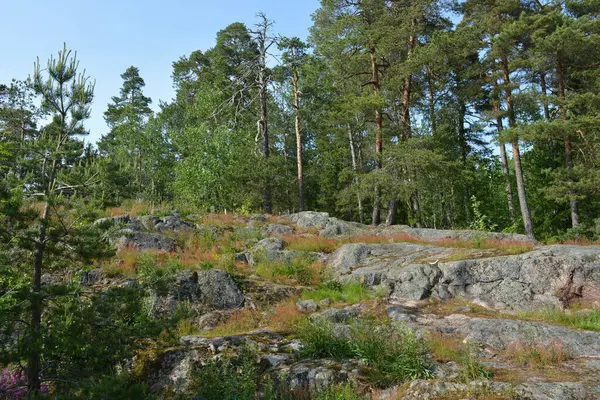 Parlak, güzel doğa, Finlandiya 'nın Espoo şehrinin sıradışı manzaraları. Büyük gri kahverengi taşlar, Finlandiya Körfezi 'nin mavi suyu, büyük yeşil ağaçlar, çamlar, gökyüzüne karşı ateşler..