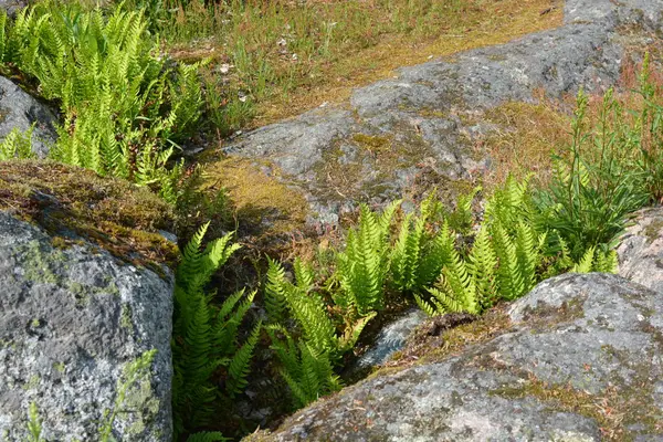 Dağlık arazide büyük kahverengi gri taşlar arasındaki güzel bitkiler. Parlak yeşil eğreltiotu çalıları güneş ışığında taşların arasında büyüyor..