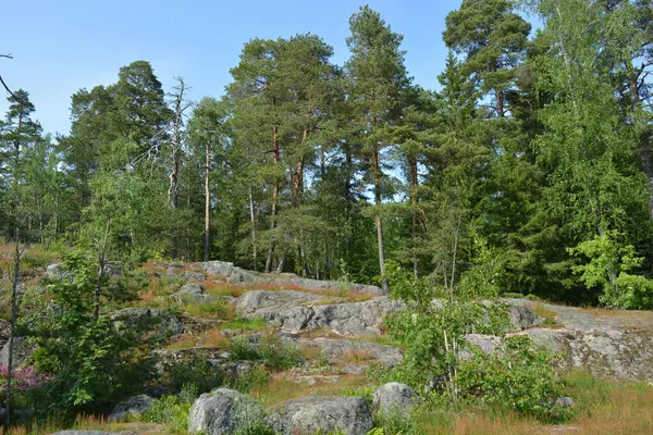 Parlak, güzel doğa, Finlandiya 'nın Espoo şehrinin sıradışı manzaraları. Büyük gri kahverengi taşlar, Finlandiya Körfezi 'nin mavi suyu, büyük yeşil ağaçlar, çamlar, gökyüzüne karşı ateşler..