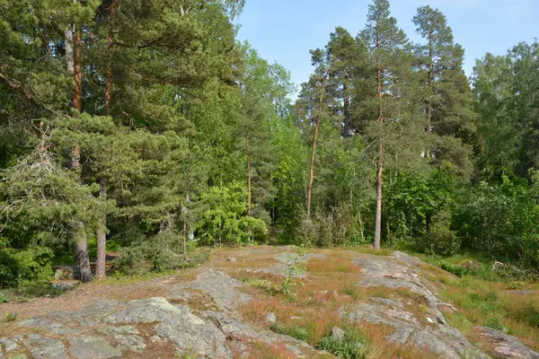 Parlak, güzel doğa, Finlandiya 'nın Espoo şehrinin sıradışı manzaraları. Büyük gri kahverengi taşlar, Finlandiya Körfezi 'nin mavi suyu, büyük yeşil ağaçlar, çamlar, gökyüzüne karşı ateşler..