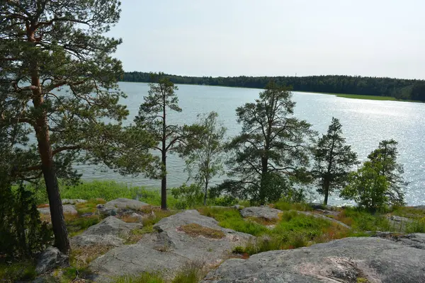 Parlak, güzel doğa, Finlandiya 'nın Espoo şehrinin sıradışı manzaraları. Büyük gri kahverengi taşlar, Finlandiya Körfezi 'nin mavi suyu, büyük yeşil ağaçlar, çamlar, parlak mavi bir gökyüzünün arka planında ilk ağaçlar..