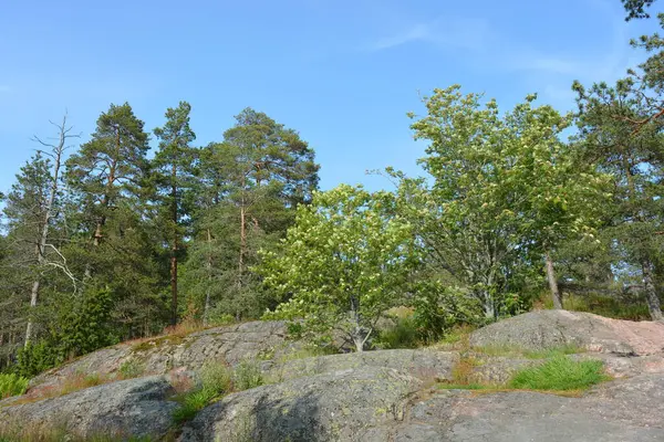 Parlak, güzel doğa, Finlandiya 'nın Espoo şehrinin sıradışı manzaraları. Büyük gri kahverengi taşlar, Finlandiya Körfezi 'nin mavi suyu, büyük yeşil ağaçlar, çamlar, gökyüzüne karşı ateşler..