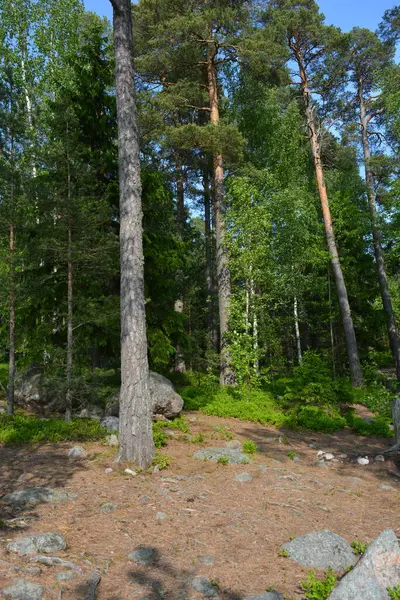 Parlak, güzel doğa, Finlandiya 'nın Espoo şehrinin sıradışı manzaraları. Büyük gri kahverengi taşlar, Finlandiya Körfezi 'nin mavi suyu, büyük yeşil ağaçlar, çamlar, gökyüzüne karşı ateşler..