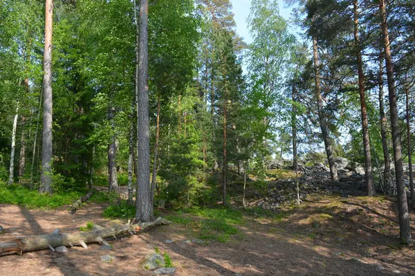 Parlak, güzel doğa, Finlandiya 'nın Espoo şehrinin sıradışı manzaraları. Büyük gri kahverengi taşlar, Finlandiya Körfezi 'nin mavi suyu, büyük yeşil ağaçlar, çamlar, gökyüzüne karşı ateşler..