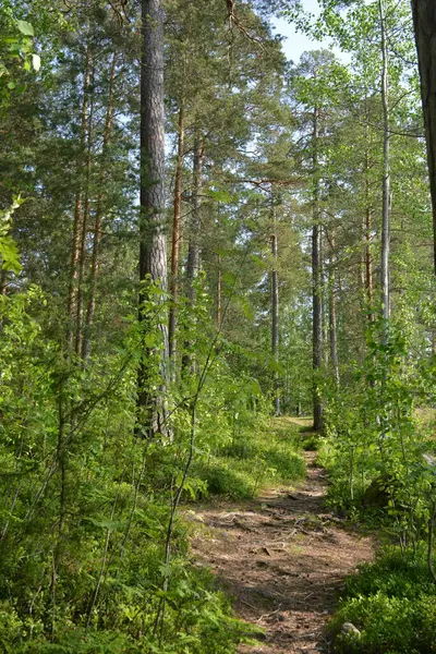 Parlak, güzel doğa, Finlandiya 'nın Espoo şehrinin sıradışı manzaraları. Büyük gri kahverengi taşlar, Finlandiya Körfezi 'nin mavi suyu, büyük yeşil ağaçlar, çamlar, gökyüzüne karşı ateşler..