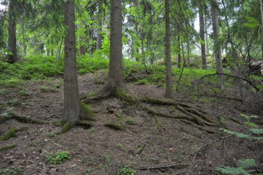 Güzel parlak doğa, güzel yoğun, geçilemez orman eski kütükleri, dalları var. Yerin üstünde yetişen eski yeşil kökleri olan çam ağaçları Finlandiya 'nın Espo şehrinde yetişiyorsa,.