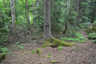 Güzel parlak doğa, güzel yoğun, geçilemez orman eski kütükleri, dalları var. Yerin üstünde yetişen eski yeşil kökleri olan çam ağaçları Finlandiya 'nın Espo şehrinde yetişiyorsa,.
