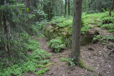 Güzel parlak doğa, güzel yoğun, geçilemez orman eski kütükleri, dalları var. Yerin üstünde yetişen eski yeşil kökleri olan çam ağaçları Finlandiya 'nın Espo şehrinde yetişiyorsa,.