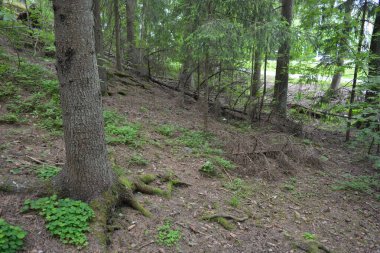 Güzel parlak doğa, güzel yoğun, geçilemez orman eski kütükleri, dalları var. Yerin üstünde yetişen eski yeşil kökleri olan çam ağaçları Finlandiya 'nın Espo şehrinde yetişiyorsa,.