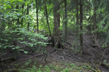 Güzel parlak doğa, güzel yoğun, geçilemez orman eski kütükleri, dalları var. Yerin üstünde yetişen eski yeşil kökleri olan çam ağaçları Finlandiya 'nın Espo şehrinde yetişiyorsa,.