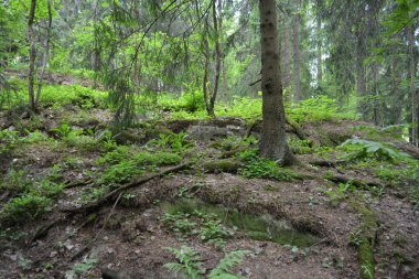 Güzel parlak doğa, güzel yoğun, geçilemez orman eski kütükleri, dalları var. Yerin üstünde yetişen eski yeşil kökleri olan çam ağaçları Finlandiya 'nın Espo şehrinde yetişiyorsa,.