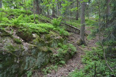 Güzel parlak doğa, güzel yoğun, geçilemez orman eski kütükleri, dalları var. Yerin üstünde yetişen eski yeşil kökleri olan çam ağaçları Finlandiya 'nın Espo şehrinde yetişiyorsa,.