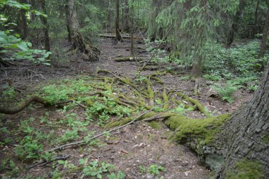 Güzel parlak doğa, güzel yoğun, geçilemez orman eski kütükleri, dalları var. Yerin üstünde yetişen eski yeşil kökleri olan çam ağaçları Finlandiya 'nın Espo şehrinde yetişiyorsa,.