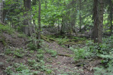 Güzel parlak doğa, güzel yoğun, geçilemez orman eski kütükleri, dalları var. Yerin üstünde yetişen eski yeşil kökleri olan çam ağaçları Finlandiya 'nın Espo şehrinde yetişiyorsa,.