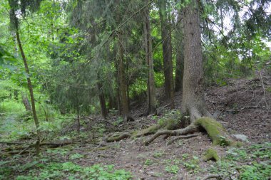 Güzel parlak doğa, güzel yoğun, geçilemez orman eski kütükleri, dalları var. Yerin üstünde yetişen eski yeşil kökleri olan çam ağaçları Finlandiya 'nın Espo şehrinde yetişiyorsa,.