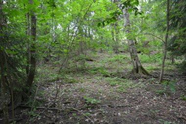 Güzel parlak doğa, güzel yoğun, geçilemez orman eski kütükleri, dalları var. Yerin üstünde yetişen eski yeşil kökleri olan çam ağaçları Finlandiya 'nın Espo şehrinde yetişiyorsa,.