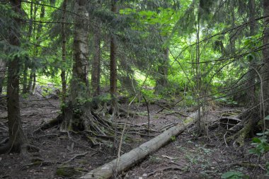 Güzel parlak doğa, güzel yoğun, geçilemez orman eski kütükleri, dalları var. Yerin üstünde yetişen eski yeşil kökleri olan çam ağaçları Finlandiya 'nın Espo şehrinde yetişiyorsa,.