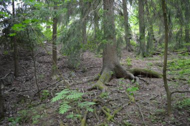 Güzel parlak doğa, güzel yoğun, geçilemez orman eski kütükleri, dalları var. Yerin üstünde yetişen eski yeşil kökleri olan çam ağaçları Finlandiya 'nın Espo şehrinde yetişiyorsa,.