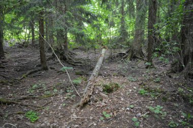 Güzel parlak doğa, güzel yoğun, geçilemez orman eski kütükleri, dalları var. Yerin üstünde yetişen eski yeşil kökleri olan çam ağaçları Finlandiya 'nın Espo şehrinde yetişiyorsa,.