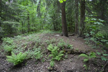 Güzel parlak doğa, güzel yoğun, geçilemez orman eski kütükleri, dalları var. Yerin üstünde yetişen eski yeşil kökleri olan çam ağaçları Finlandiya 'nın Espo şehrinde yetişiyorsa,.
