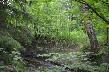 Güzel parlak doğa, güzel yoğun, geçilemez orman eski kütükleri, dalları var. Yerin üstünde yetişen eski yeşil kökleri olan çam ağaçları Finlandiya 'nın Espo şehrinde yetişiyorsa,.