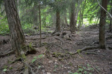 Güzel parlak doğa, güzel yoğun, geçilemez orman eski kütükleri, dalları var. Yerin üstünde yetişen eski yeşil kökleri olan çam ağaçları Finlandiya 'nın Espo şehrinde yetişiyorsa,.