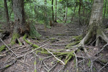 Güzel parlak doğa, güzel yoğun, geçilemez orman eski kütükleri, dalları var. Yerin üstünde yetişen eski yeşil kökleri olan çam ağaçları Finlandiya 'nın Espo şehrinde yetişiyorsa,.