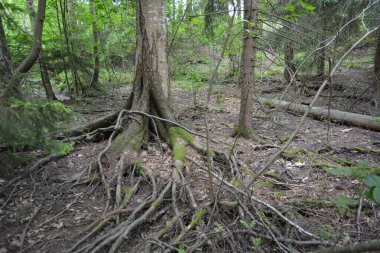 Güzel parlak doğa, güzel yoğun, geçilemez orman eski kütükleri, dalları var. Yerin üstünde yetişen eski yeşil kökleri olan çam ağaçları Finlandiya 'nın Espo şehrinde yetişiyorsa,.
