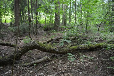 Güzel parlak doğa, güzel yoğun, geçilemez orman eski kütükleri, dalları var. Yerin üstünde yetişen eski yeşil kökleri olan çam ağaçları Finlandiya 'nın Espo şehrinde yetişiyorsa,.