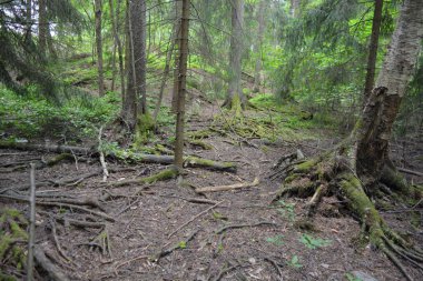 Güzel parlak doğa, güzel yoğun, geçilemez orman eski kütükleri, dalları var. Yerin üstünde yetişen eski yeşil kökleri olan çam ağaçları Finlandiya 'nın Espo şehrinde yetişiyorsa,.