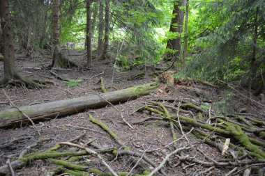 Güzel parlak doğa, güzel yoğun, geçilemez orman eski kütükleri, dalları var. Yerin üstünde yetişen eski yeşil kökleri olan çam ağaçları Finlandiya 'nın Espo şehrinde yetişiyorsa,.